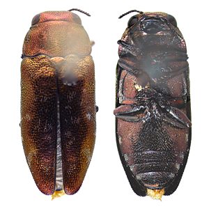 Diphucrania rubricata, PL2456, female, EP, 5.1 × 2.0 mm